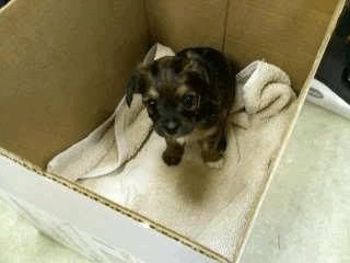 Name: Puppy1.jpg
Views: 18
Size: 10.1 KB