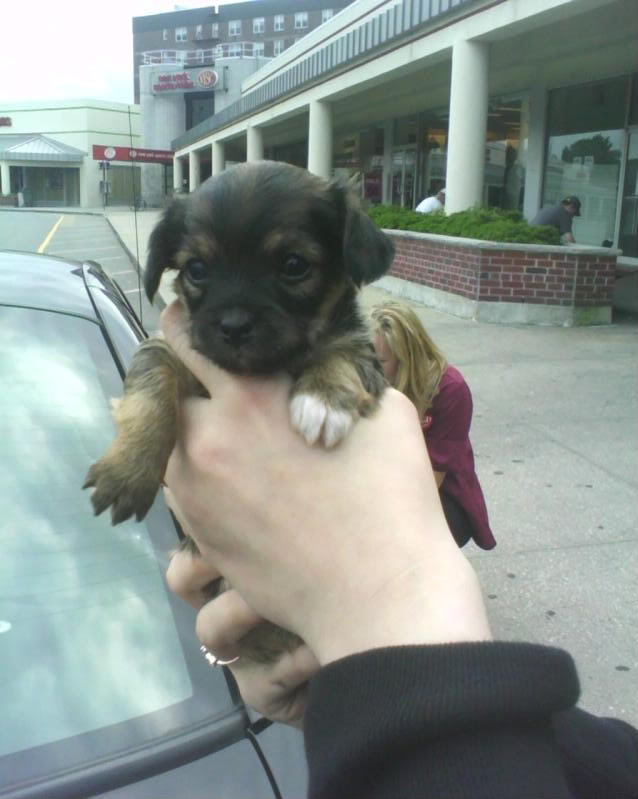 Name: Puppy4.jpg
Views: 22
Size: 61.4 KB