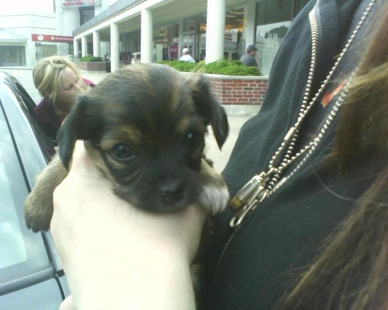Name: Puppy3.jpg
Views: 21
Size: 50.3 KB