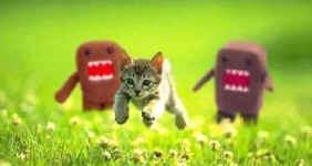 Name:  cat2.jpg
Views: 29
Size:  5.9 KB