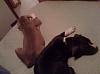 The pets thread-imageuploadedbytapatalk.jpg