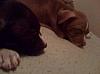 The pets thread-imageuploadedbytapatalk.jpg