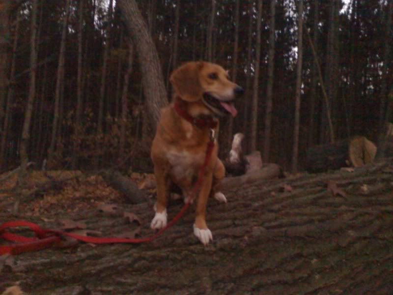 Name:  1104080011.jpg
Views: 25
Size:  52.0 KB