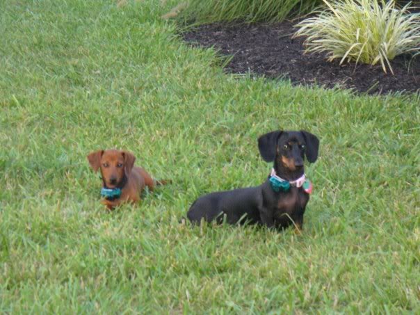 Name: dogs.jpg
Views: 18
Size: 61.4 KB