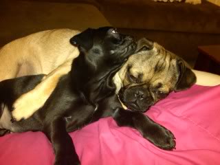 Name: pugs11.jpg
Views: 17
Size: 14.1 KB