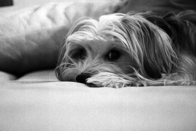 Name:  Chloe-ster.jpg
Views: 26
Size:  60.7 KB