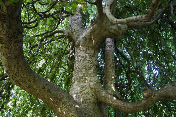Name: tree.jpg
Views: 19
Size: 128.5 KB
