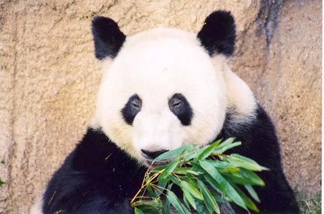 Name: pandaeating.jpg
Views: 30
Size: 52.8 KB
