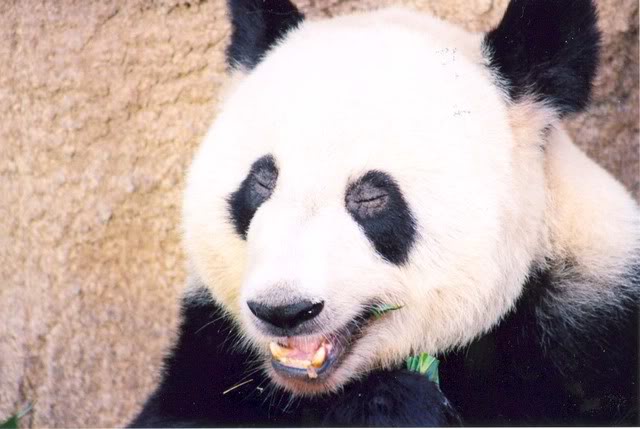 Name: pandaface.jpg
Views: 25
Size: 44.2 KB