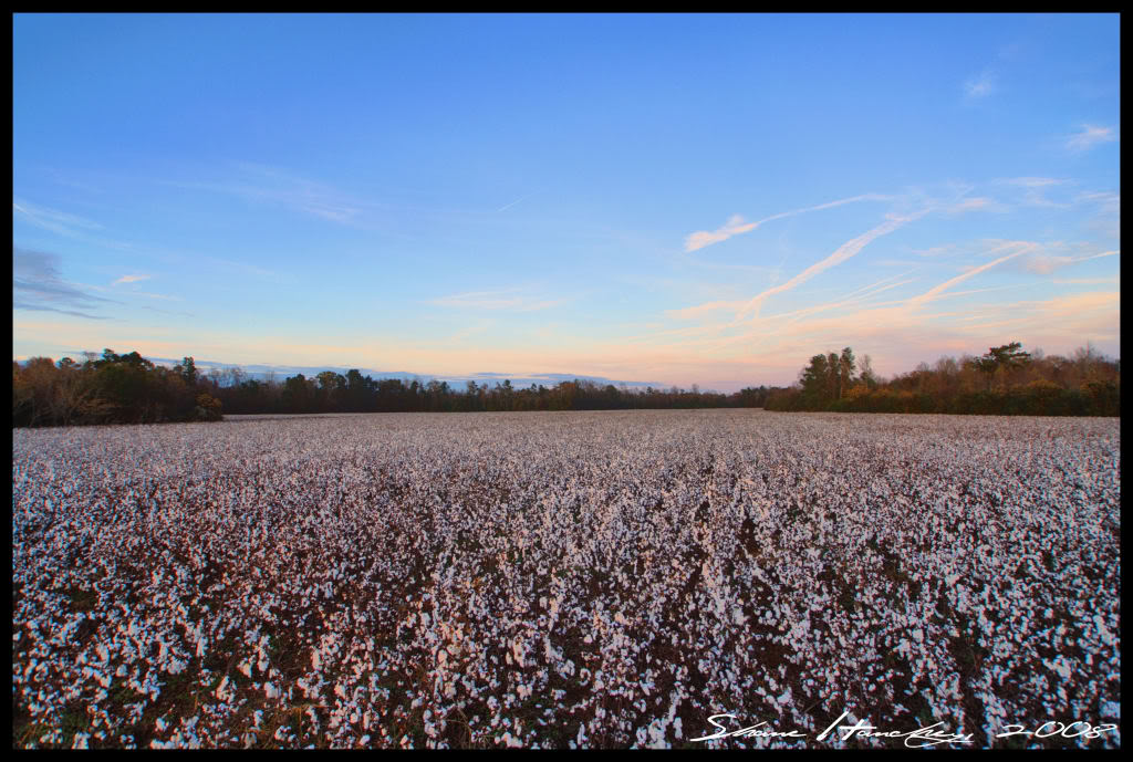 Name:  Cottonwatermark.jpg
Views: 139
Size:  163.0 KB