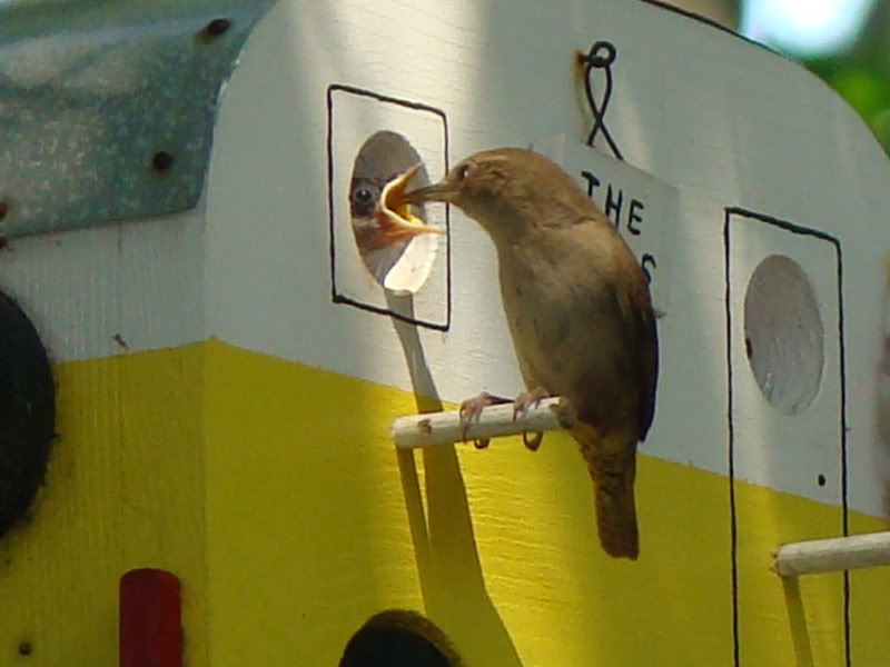 Name:  TheBIRDS009.jpg
Views: 27
Size:  54.4 KB
