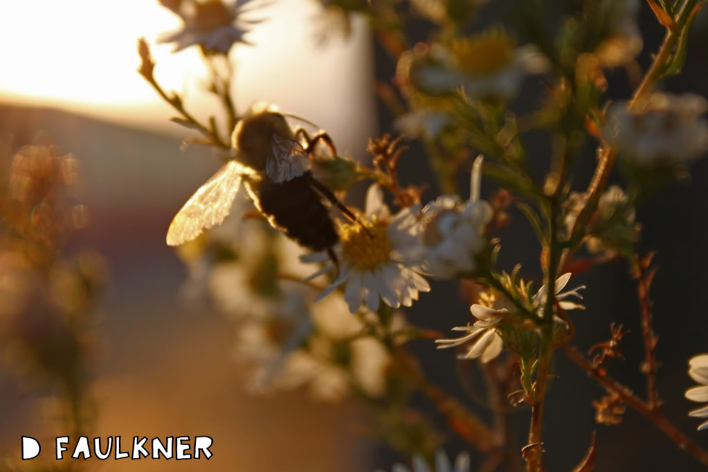 Name:  day82bee.jpg
Views: 19
Size:  78.8 KB