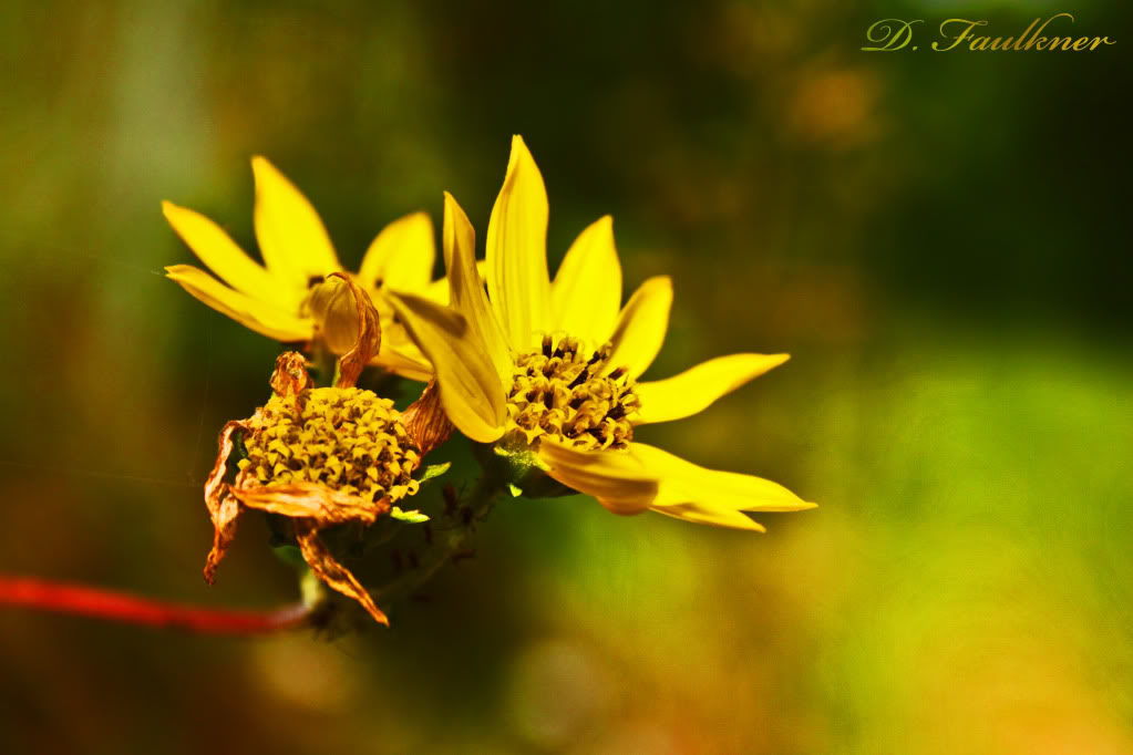 Name:  Day34flower.jpg
Views: 36
Size:  81.7 KB