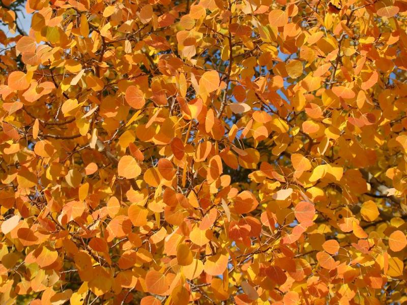 Name:  41_zpsdb81145e.jpg
Views: 9
Size:  130.8 KB