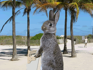 Name:  florida2.gif
Views: 18
Size:  976.6 KB