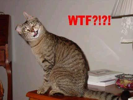 Name:  wtf-cat.jpg
Views: 19
Size:  17.7 KB