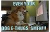 Using this website is a joke. Help if you can.-edog.jpg