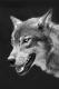 Amarok's Avatar