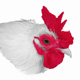 heavypetting's Avatar