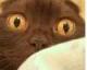 sugarbuzzie's Avatar