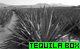TequilaBox's Avatar