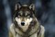 TheWolf's Avatar